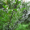 雨上がりのシャンデリア