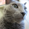 本文とは何の関係もありません