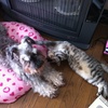 犬が迷惑がってもお構いなしで懐きます