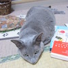 つちのこではありません