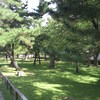 こんな緑がいっぱい。鹿の糞もいっぱい