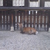 どちらかと言えば、やる気のない鹿