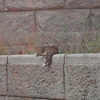 簡易裁判所の猫