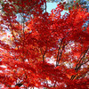 まっかっか（永観堂の紅葉）