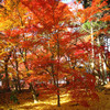 永観堂のお庭（黄色の絨毯に映える紅葉）