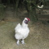 烏骨鶏