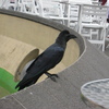 フォアグラ狙いのカラス