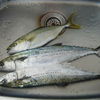 サゴシ２本ツバス１本
