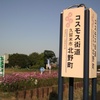 北野町 『コスモス街道』
