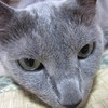 本文とは何の関係もありません