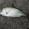多分『クロサギ』。一瞬『アジ』だと喜んでしまった…