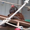旭山動物園のオラウータン
