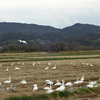 田園の白鳥