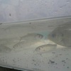 ある日の釣果