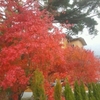 紅葉