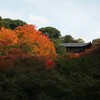 東福寺の紅葉.JPG