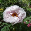 ぼたんの花