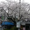 桜＠小桜橋