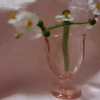 吹田慈姑（すいたくわい）の花★なにわの伝統野菜