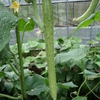 毛馬胡瓜（けまきゅうり）★なにわの伝統野菜