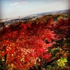 紅葉キレイ