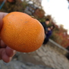 美味かったみかん！