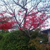 街中には見事な紅葉が。