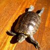 ひなたぼっこ
