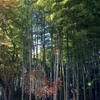 建長寺の竹と紅葉
