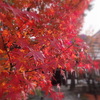 禅林寺　永観堂