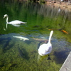 2羽の白鳥と鯉