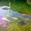 白鳥と鯉