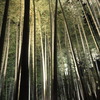 竹林ライトアップもすてき。。