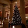 日航ホテルのクリスマスツリー