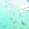 シュノーケリングで餌づけ