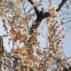 この時期に桜が満開！！！