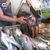 現地市場：新鮮で豊富な魚を扱っています。