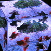 金魚コレクション