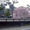 角館　武家屋敷の桜1