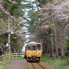津軽　芦野公園　桜のトンネル