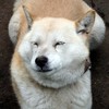 新
