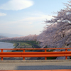 角館　桧木内川堤の桜