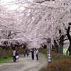 北上展勝地　桜並木