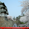 弘前城　満開の桜