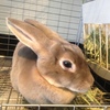 ベロア生地のあんこさん
