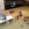 うさぎのいる風景