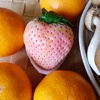 みかんと