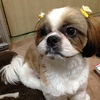 トリミングに行って来ました♪