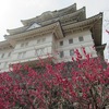 紅梅と天守閣