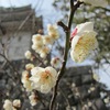 白梅と天守閣